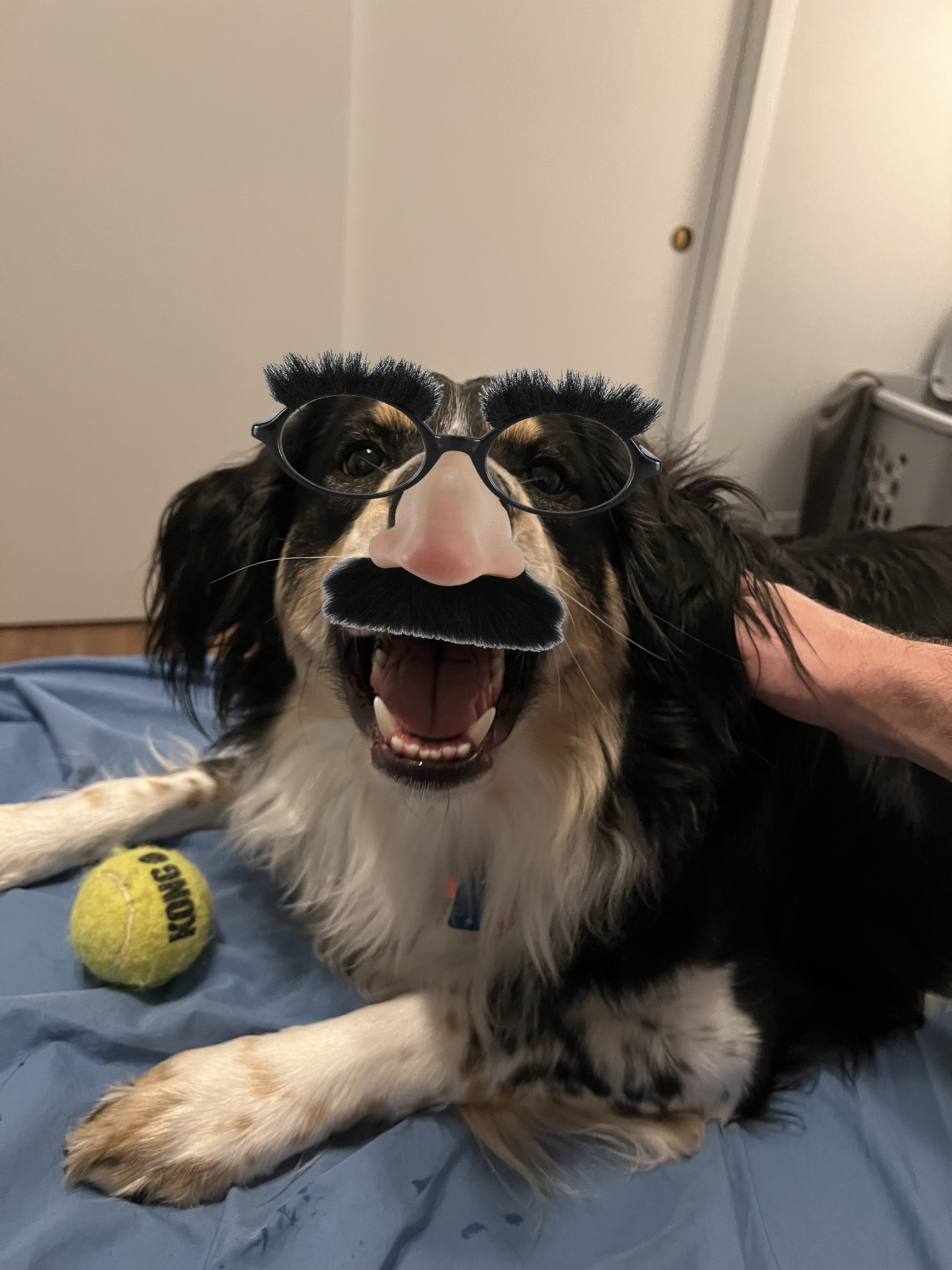 Another photo of my dog henry with a photoshopped-on set of Groucho Glasses