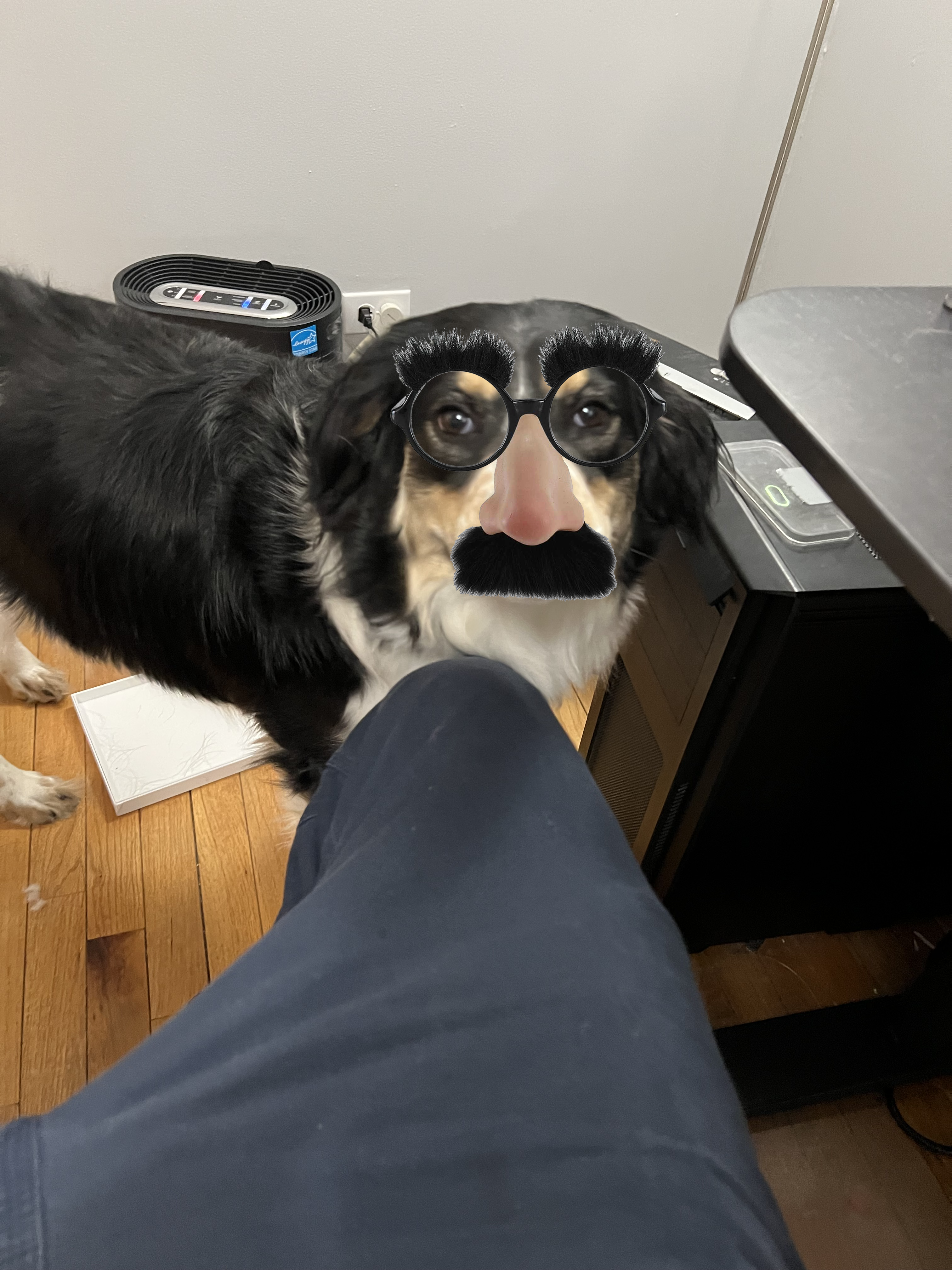 Photo of my dog henry with a photoshopped-on set of Groucho Glasses